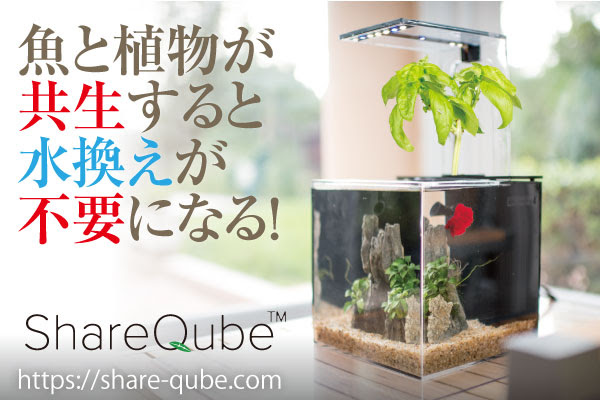水替え不要のメンテナンスフリー水槽 シェアキューブ は 魚と植物が共同生活を送るシェアハウス 魚のフンを栄養にして植物が育つ自然界の生態系を利用し 水 はいつでもキレイ 家族が憩う癒しのインテリア水槽 有限会社ドリームチーム プレスリリース配信代行