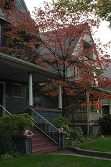 Dogwood in front yard of house on Stratford Road