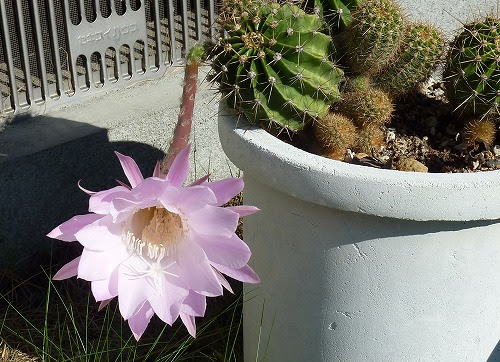 サボテンの花と山百合が咲きました 登るアラ還 美しい自然を求めて 楽天ブログ