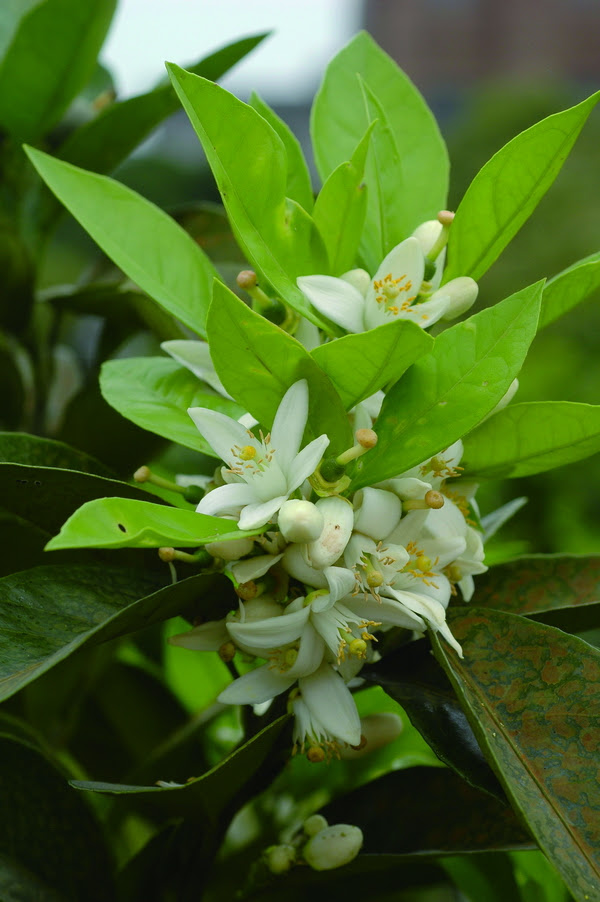 柑橘 台灣景觀植物介紹