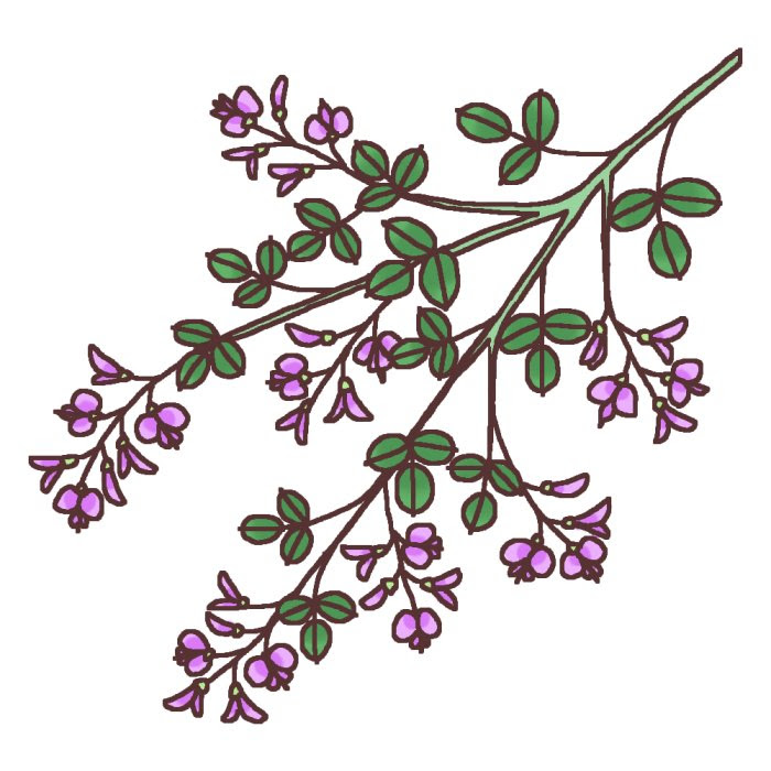 秋の花1 ハギ 萩 1 カラー 花のイラスト 季節の花 お花と季節のお礼状