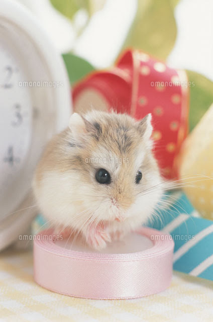 ロボロフスキーハムスター かわいいハムスター