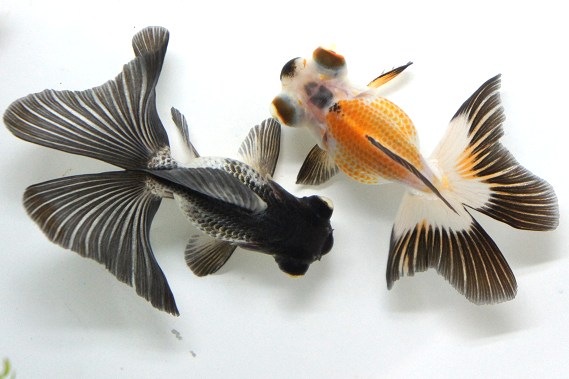 美しい蝶尾 伊藤の金魚係日記