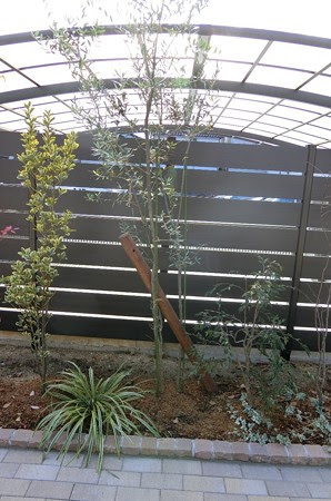 植木を植えた後の支柱工