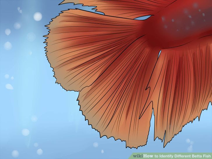 Identify Different Betta Fish Step 3 Version 2.jpg
