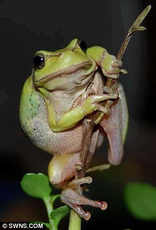 Tropical tree frog