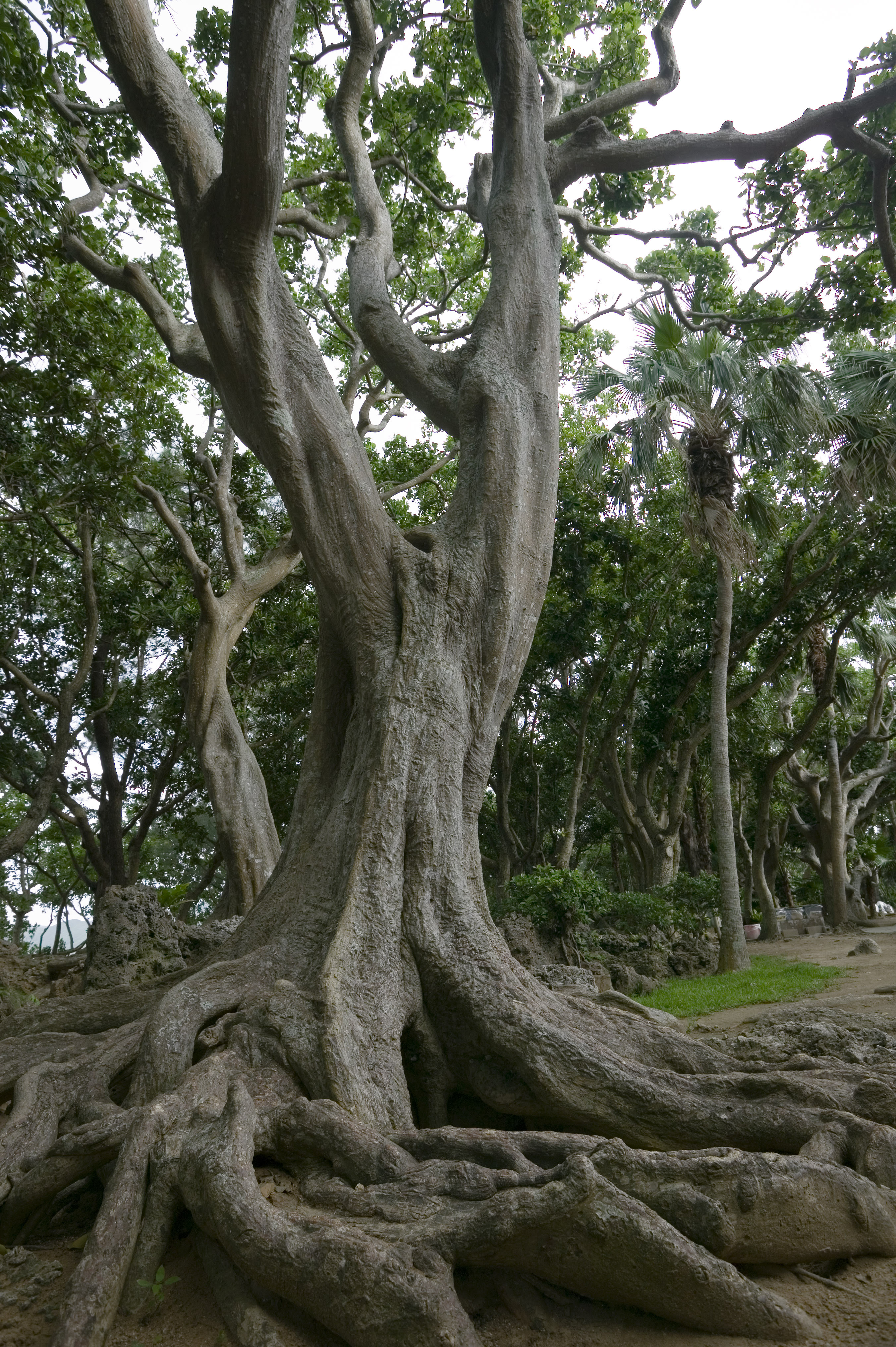 ゆんフリー写真素材集 No 3052 南国樹木 日本 沖縄