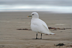 Ivory Gull (Pagophila eburnea)