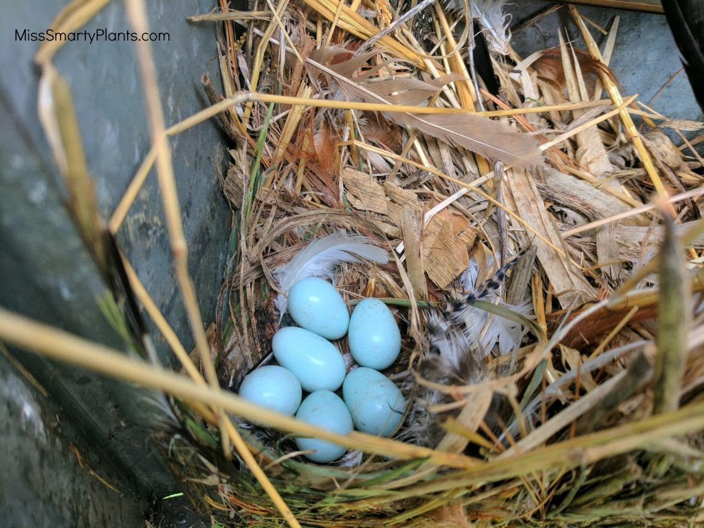 Baby robins