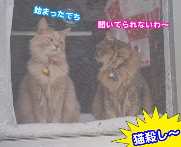 2013年05月08日の記事  お散歩大好き猫ブログ