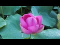++ 50 ++ ハスの花 写真 316321-ハスの花 写真 無料