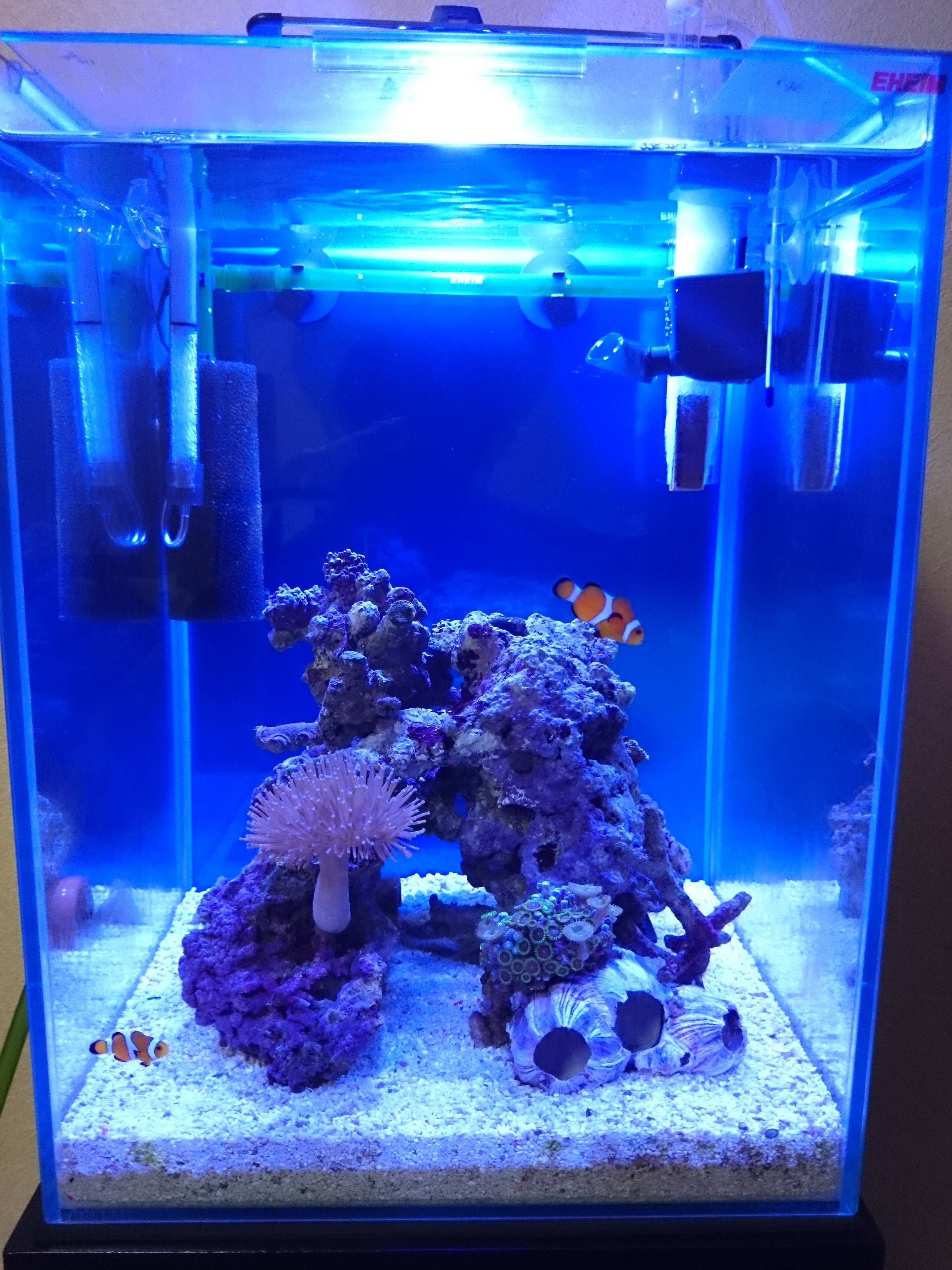 小型水流ポンプを設置してみました 30cm水槽の海水魚飼育