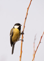 great tit