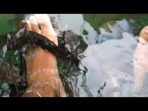 pregnant catfish. Langkawi Catfish Spa(Hi-Def).
