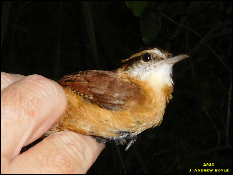 Carolina Wren