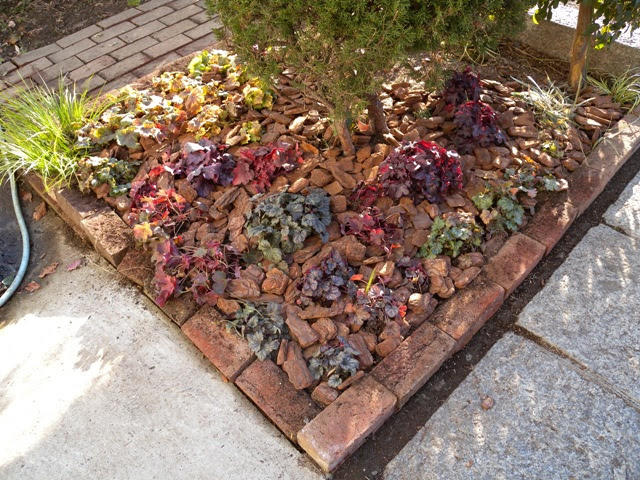 植物と暮らしたい ヒューケラ花壇 その後 ４月２１日