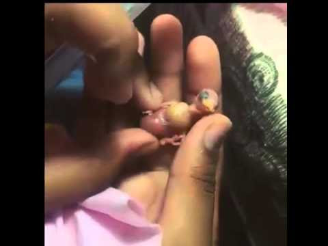 Feeding a new born bird
