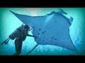 Manta Fucking Rays