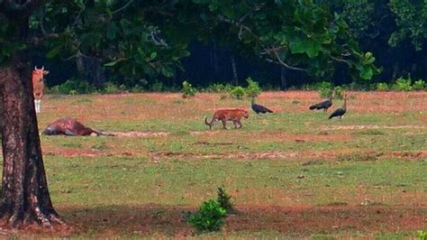 fakta  balik penampakan harimau jawa  taman nasional