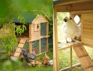Acheter Un Poulailler Pas Cher Jardingue