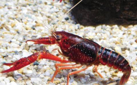 ザリガニの水槽が臭い 原因は ニオイを消す対策と飼育方法