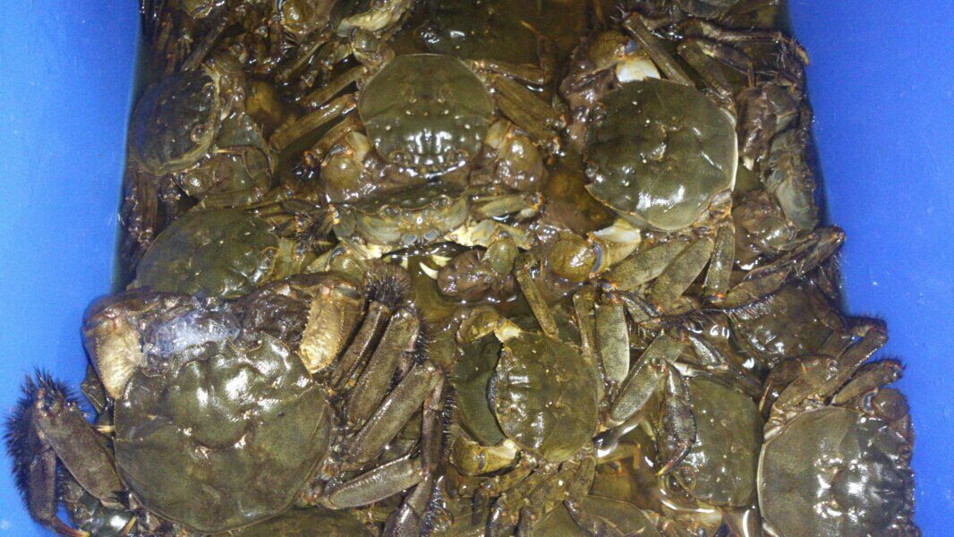 秋を楽しむ 12モクズガニ初漁 編 自 然 彩 々