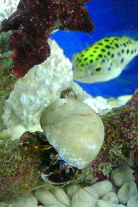 ミドリフグ 初心者さんの飼い方入門 混泳 寿命と病気