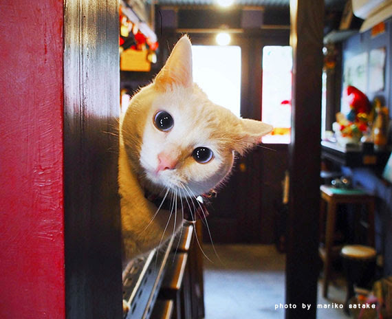 白い猫のいる路地カフェ フェリシモ猫部