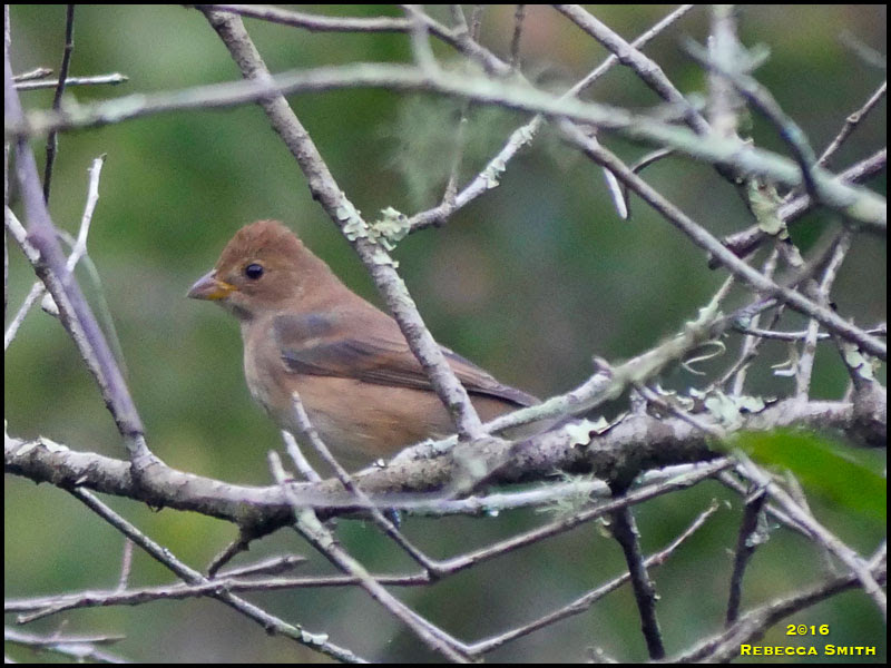 Indigo Bunting