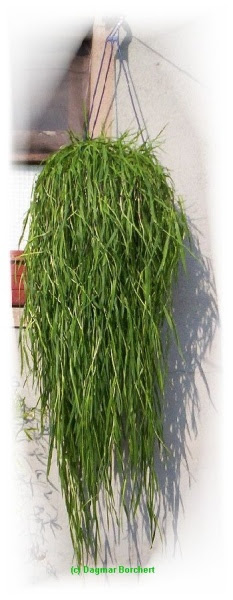 H ngebambus Green Twist Agrostis stolonifera Majas H ngebambus Green Twist Agrostis stolonifera Majas