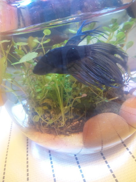 うちのベタ 金魚鉢は２０歳 写真共有サイト フォト蔵