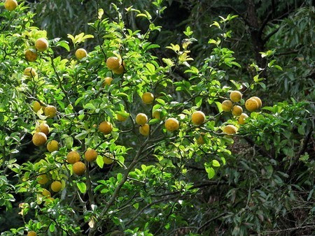 カラタチ 庭植えの育て方