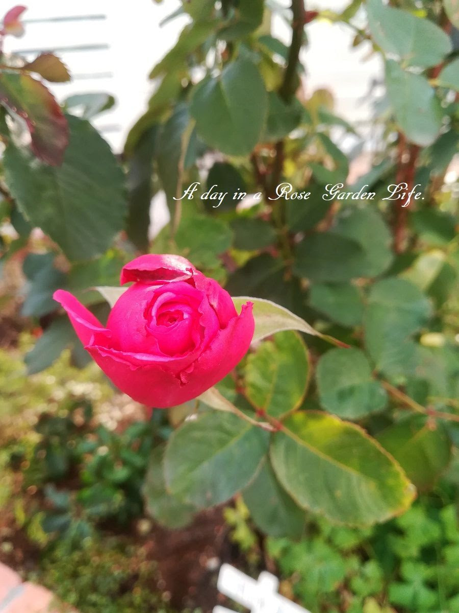 つるバラ ブランピエール の壁面誘引 バラの成長記録 A Day In A Rose Garden Life