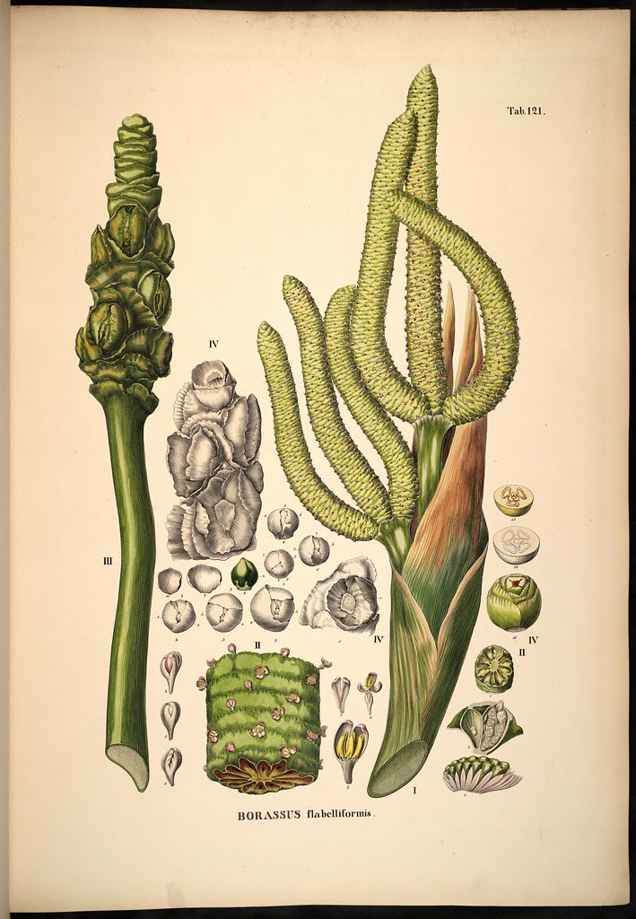 Borassus flabelliformis