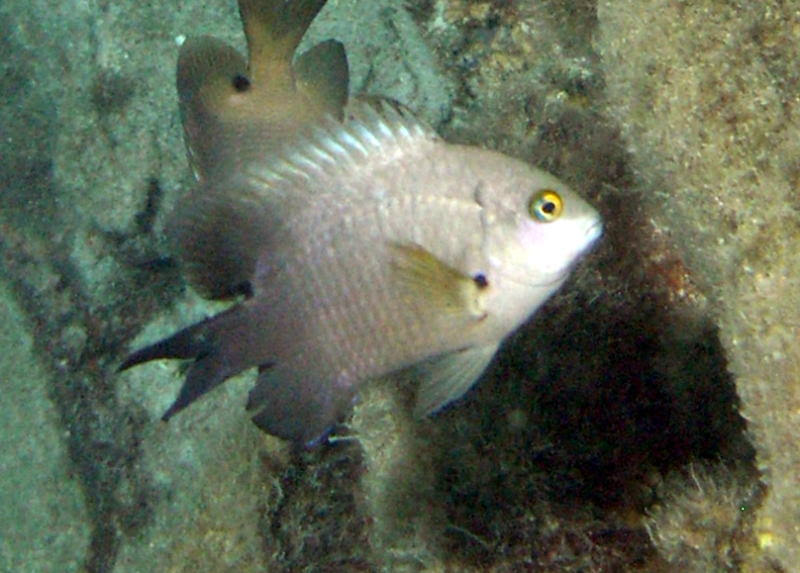 クロソラスズメダイ海水魚図鑑byhanadai