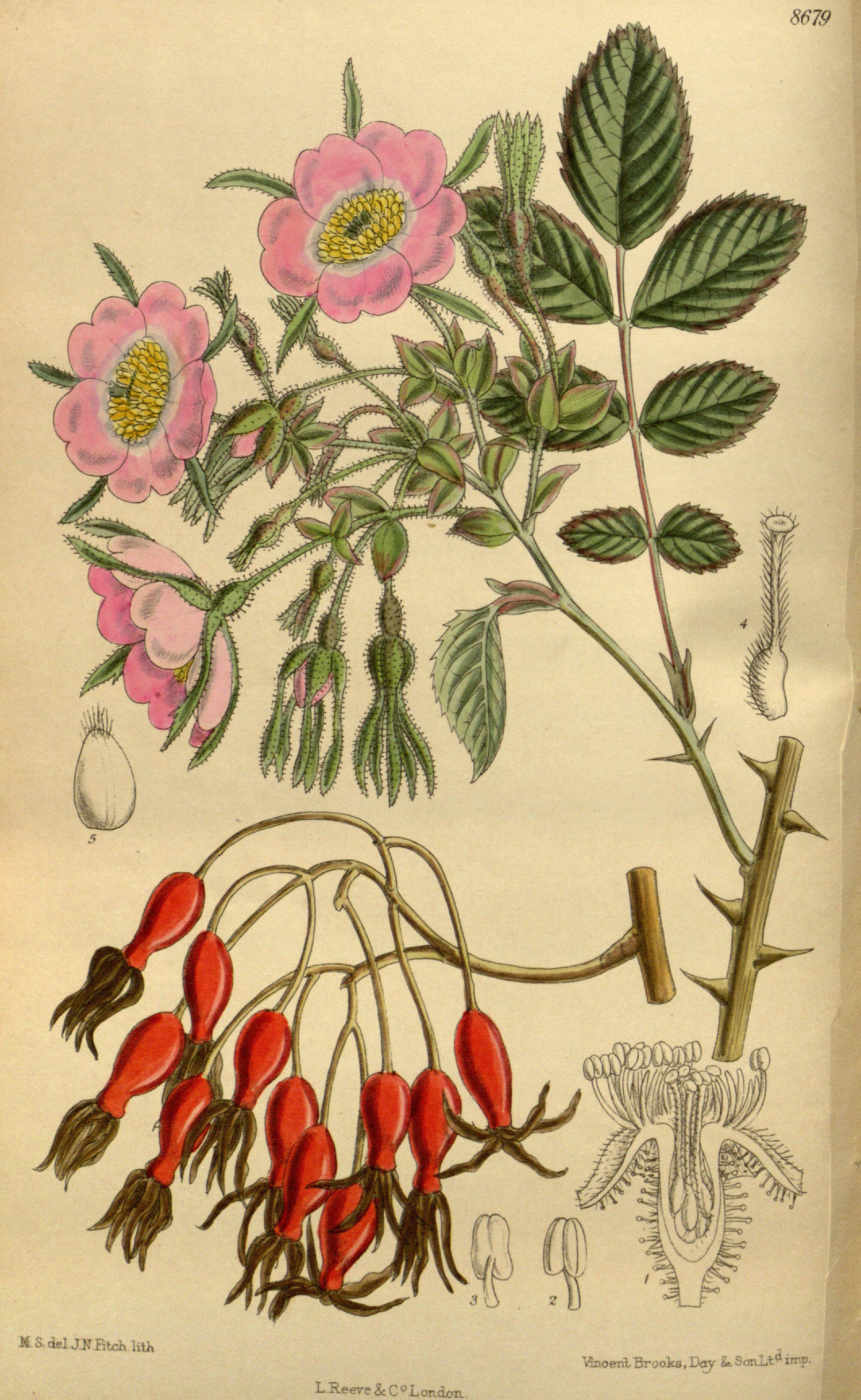 http://upload.wikimedia.org/wikipedia/commons/b/b2/Rosa_davidii_142-8679.jpg