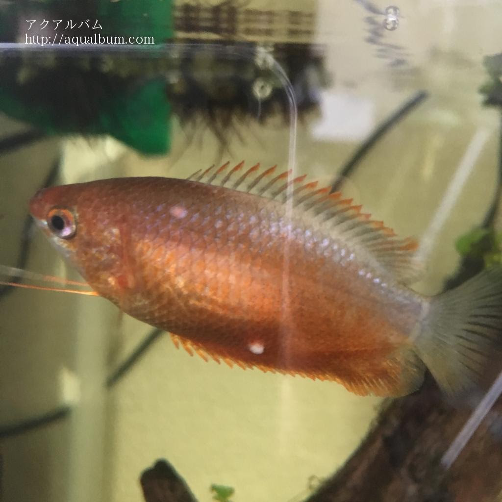 初めての薬浴 アクアルバム