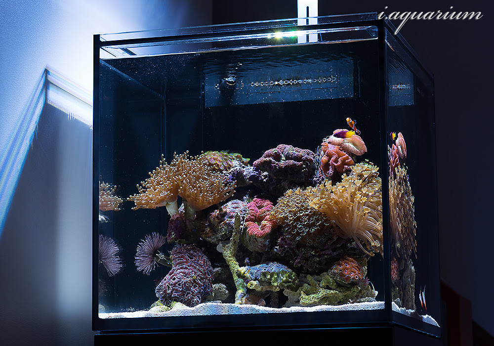 45cmキューブ水槽 海水 マリンアクアリウム