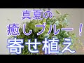 [無料ダウンロード！ √] ハンギングバスケット トレニア 寄せ 植え 相性 106170