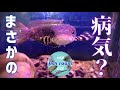 √ダウンロード スネーク ヘッド 病気 982250-スネークヘッド 病気