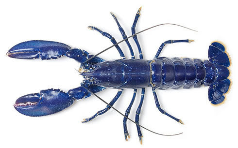 This strikingly coloured electric-blue European lobster was caught off the east coast of Scotland and spotted at London Billingsgate fish market in November 2011. It was sent to the Natural History Museum before settling into a new home at the London Aquarium.