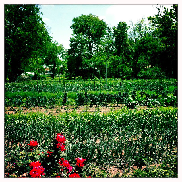 springdale farm