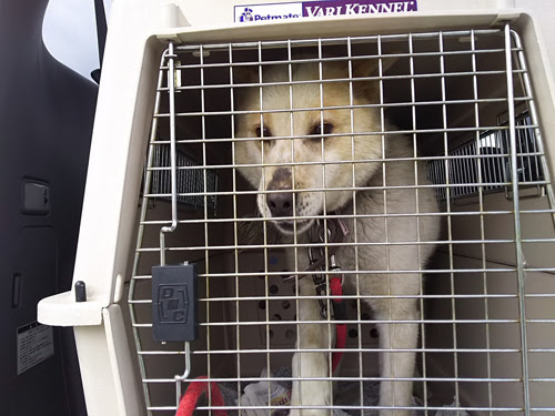 4 28帯広保健所からミックス犬と成猫を引き取りました しっぽレポート