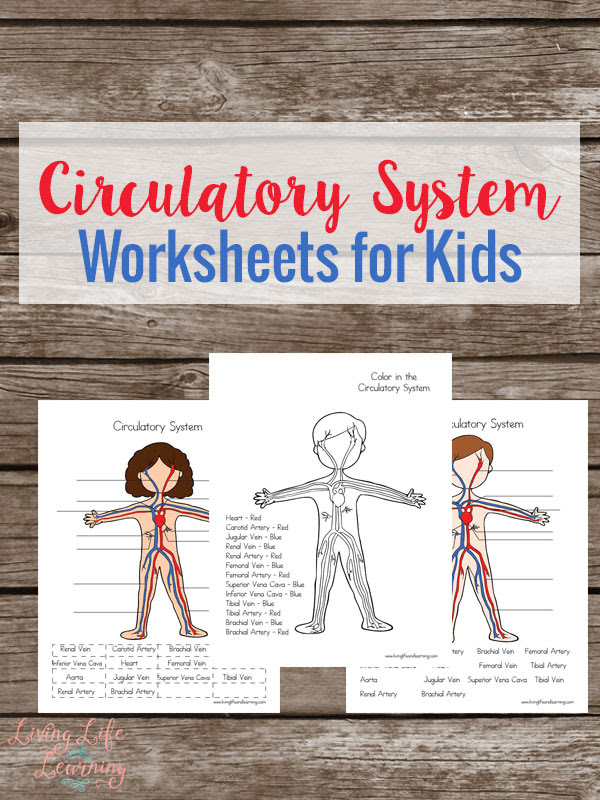 FREE Circulatory Worksheets for Kids | Free Homeschool Deals