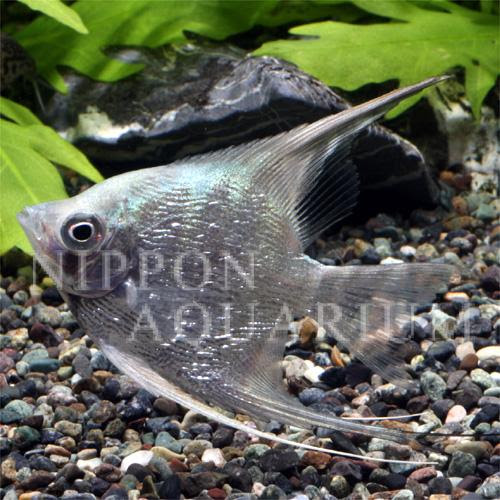 ブルーダイヤモンドエンゼルフィッシュ 飼育方法 飼い方 餌 水温 混泳などについて 熱帯魚図鑑 熱帯魚の飼育 混泳 繁殖 病気など