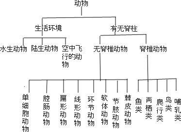 动物如何分类 万图壁纸网