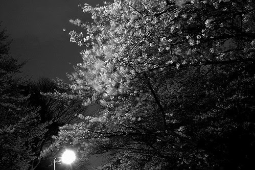 sakura