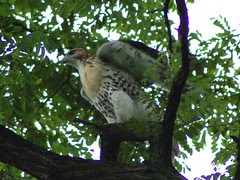 Cathedral Red-Tailed Hawks