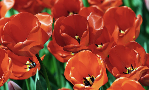 tulipanes rojos