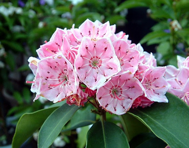 カルミア 花言葉 プリザーブドフラワー 花の贈り物